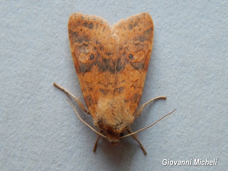 Serie di Falene da confemare